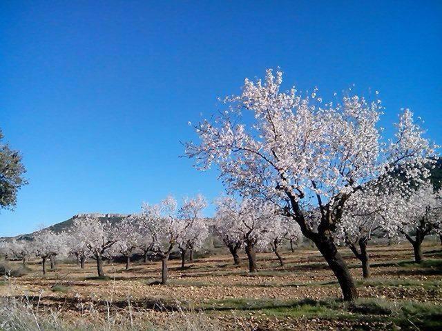 Casas Rurales Tio Segundo Carcelén Εξωτερικό φωτογραφία